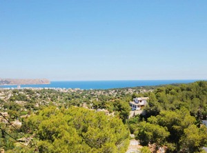 Lagarto | Javea