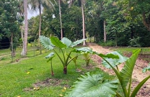 Saraotou House | Beachfront property on 2 acres for only one bungalow.