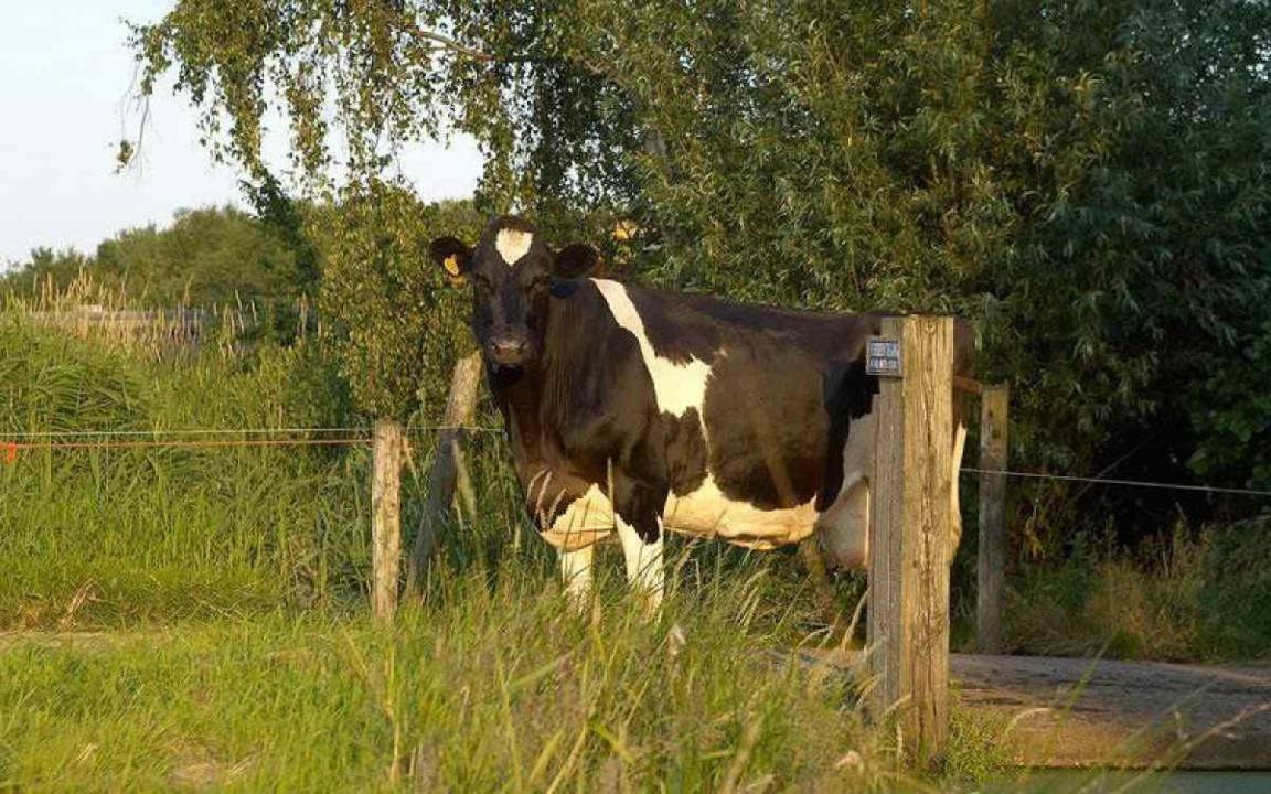 Photo of Others in Monnickendam