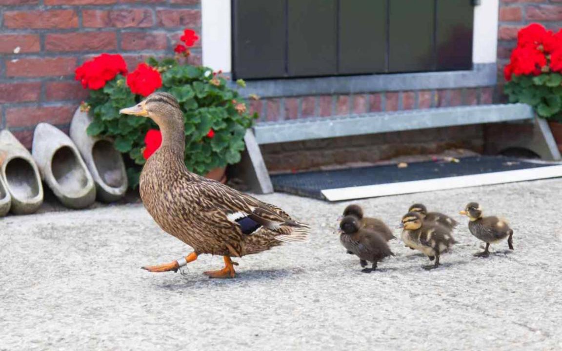 Photo of Others in Monnickendam