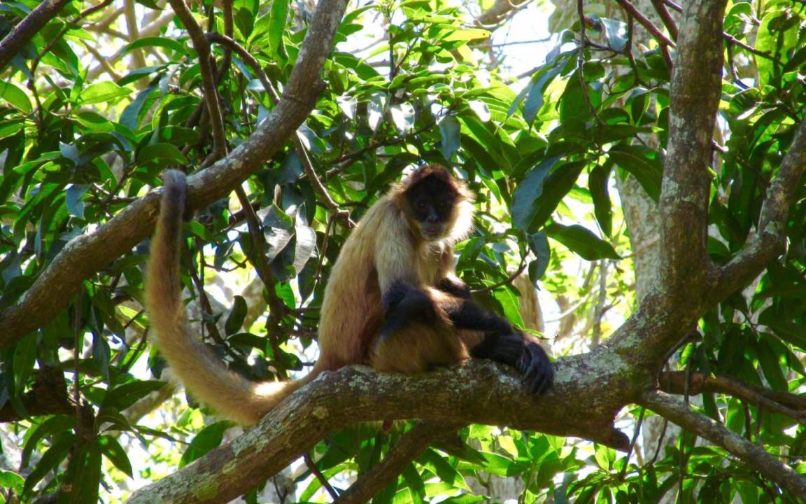 Photo of Others in Drake Bay