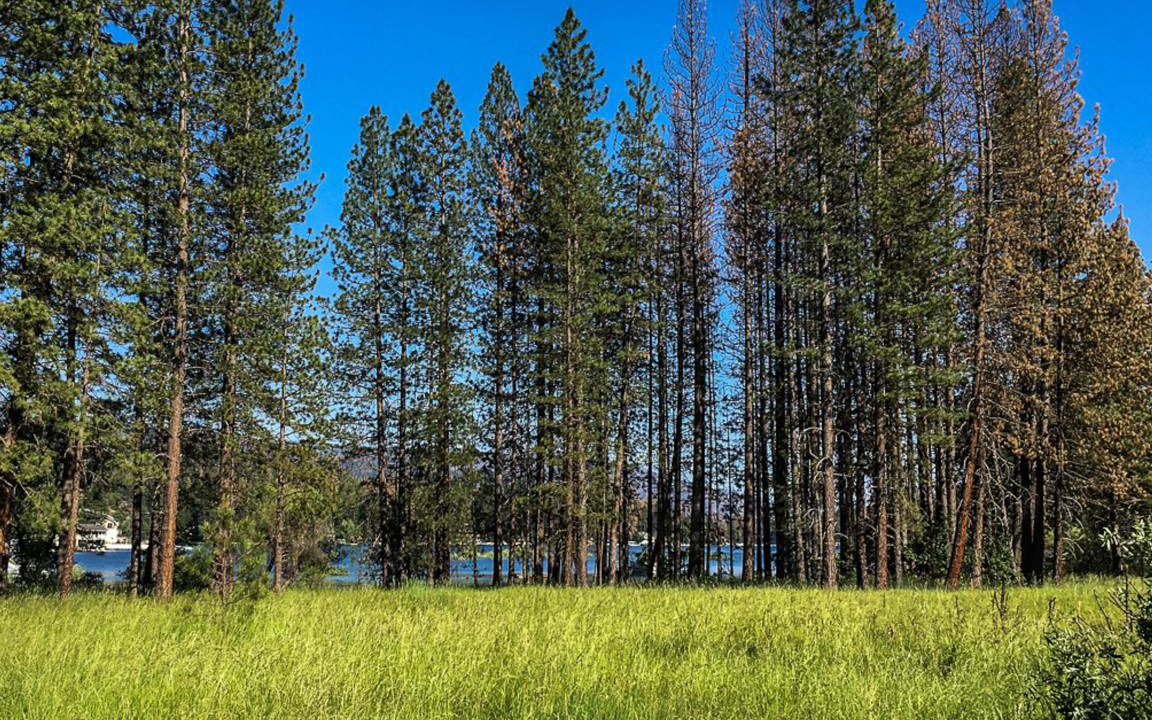 Photo of Others in Bass Lake