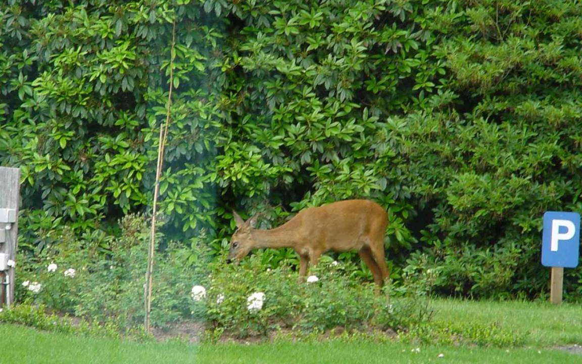 Photo of Others in Het Geheul