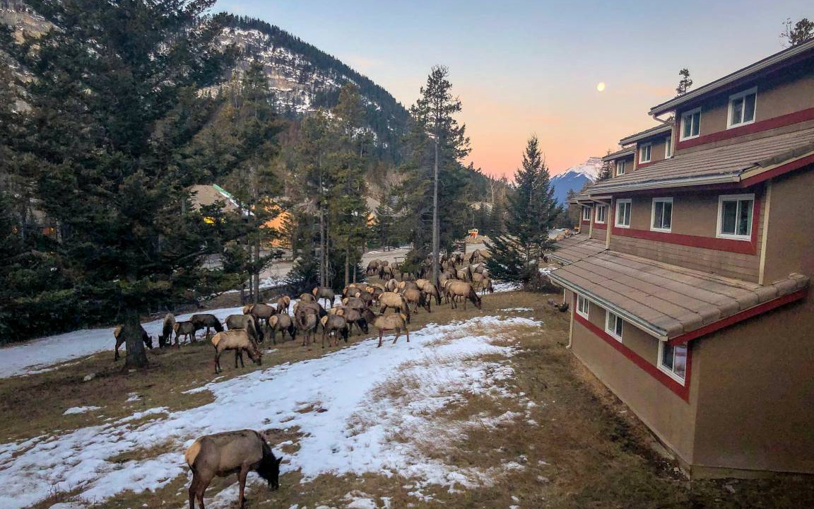 Photo of Others in Banff