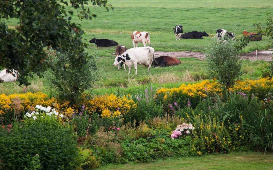 Photo of Others in Monnickendam