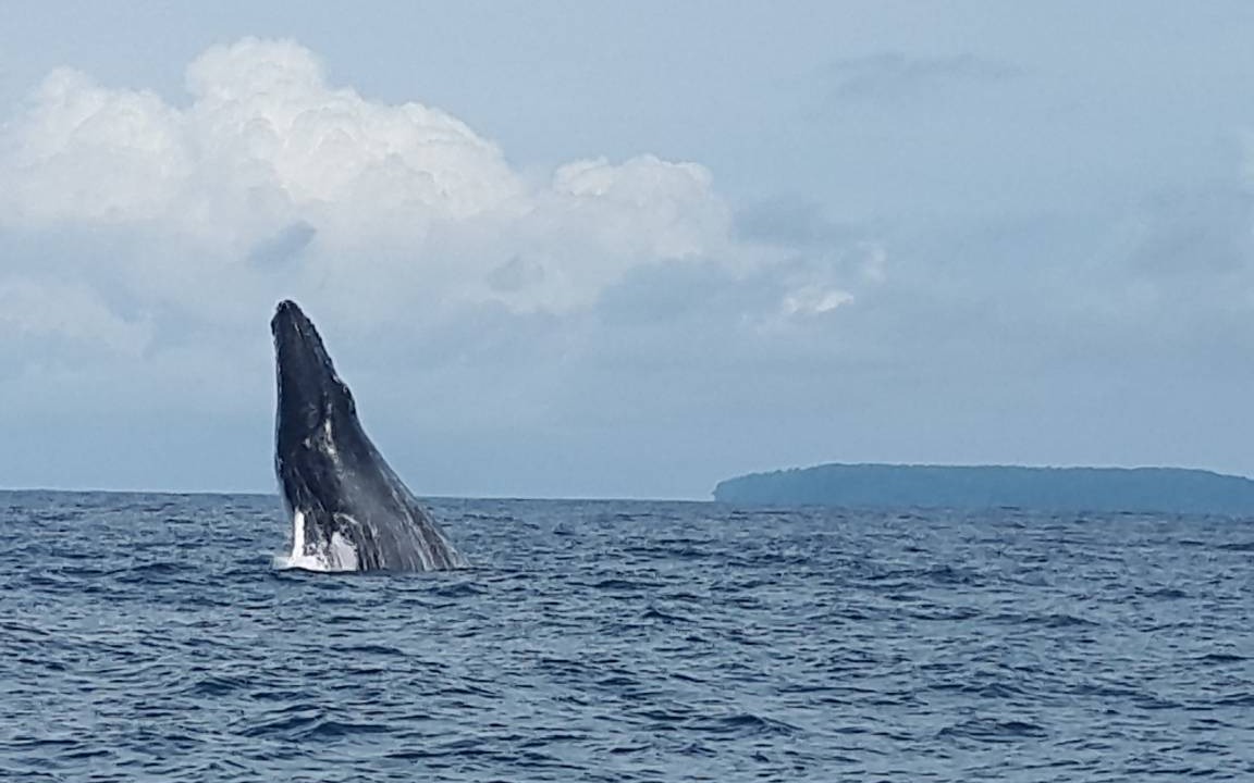 Photo of Others in Drake Bay