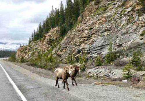 Photo of Others in Canmore