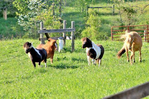 Photo of Others in Stanardsville