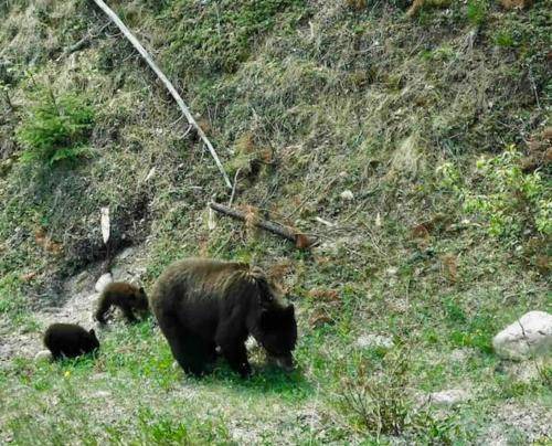 Photo of Others in Canmore