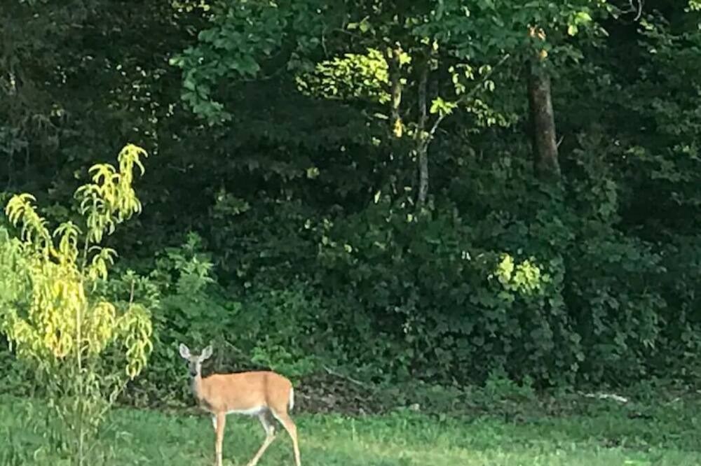Photo of Outdoor in Steelville