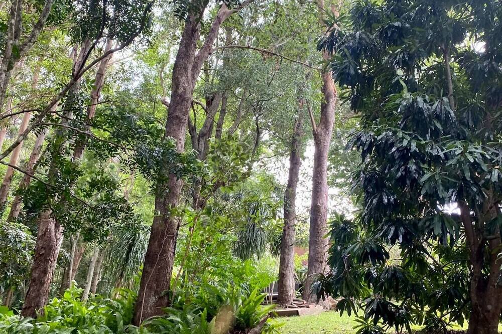 Photo of Outdoor in Currumbin Valley