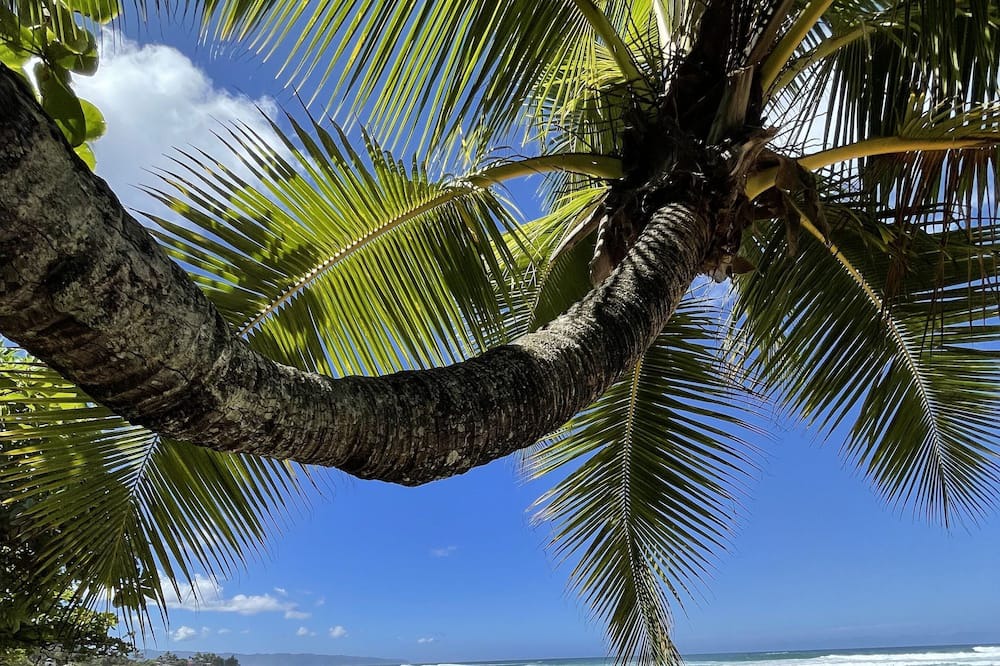 Photo of Others in Haleiwa