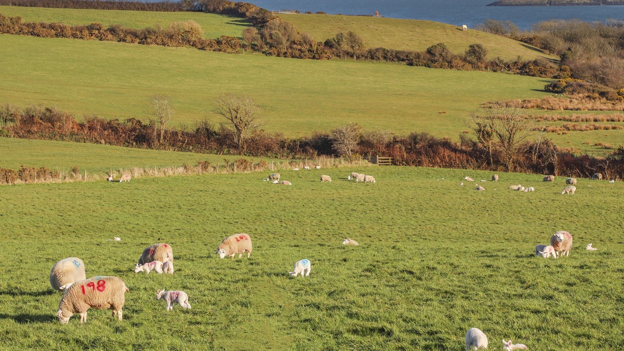 Photo of Others in Aberdaron