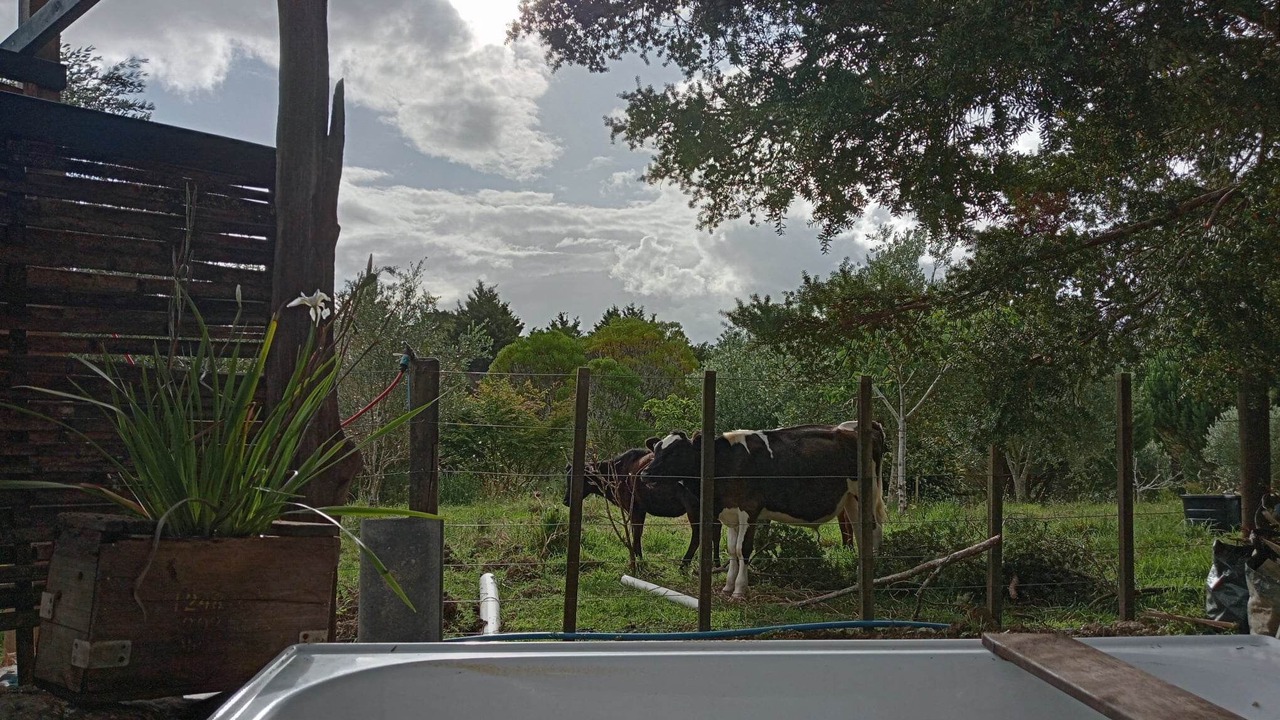 Photo of Others in Waimate North