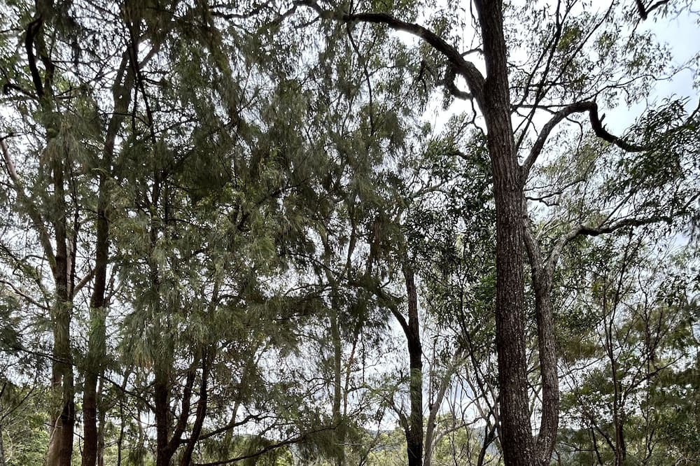 Photo of Outdoor in Wongawallan