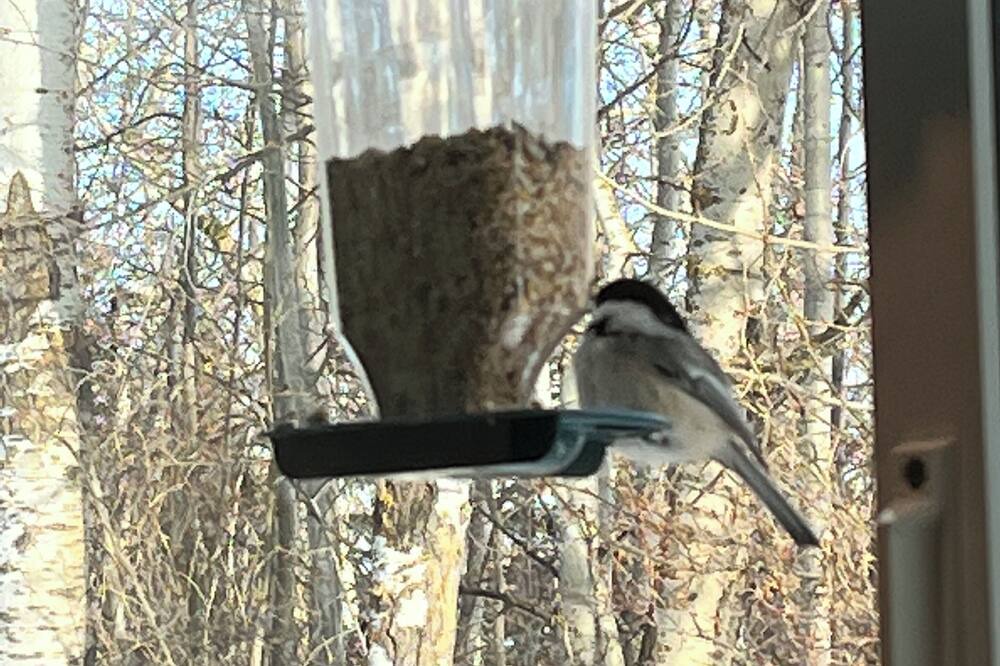 Photo of Others in Central Alberta