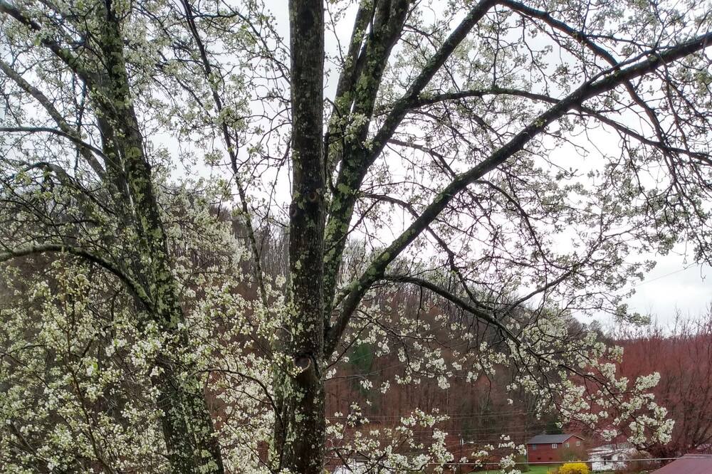 Photo of Others in Ansted