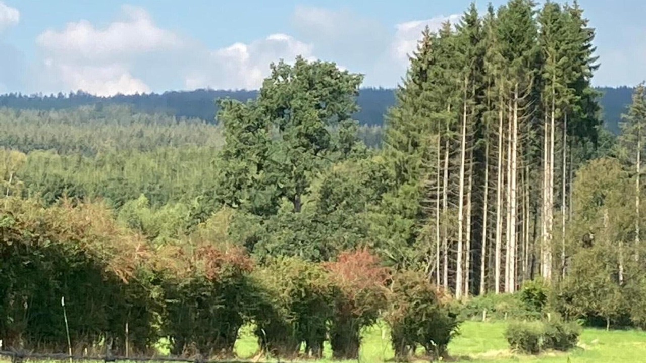 Photo of Others in Niveze