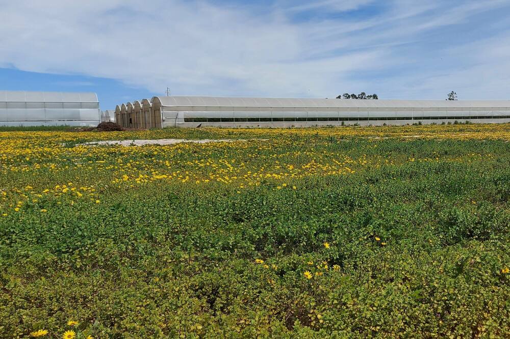 Photo of Outdoor in Cavaleiro