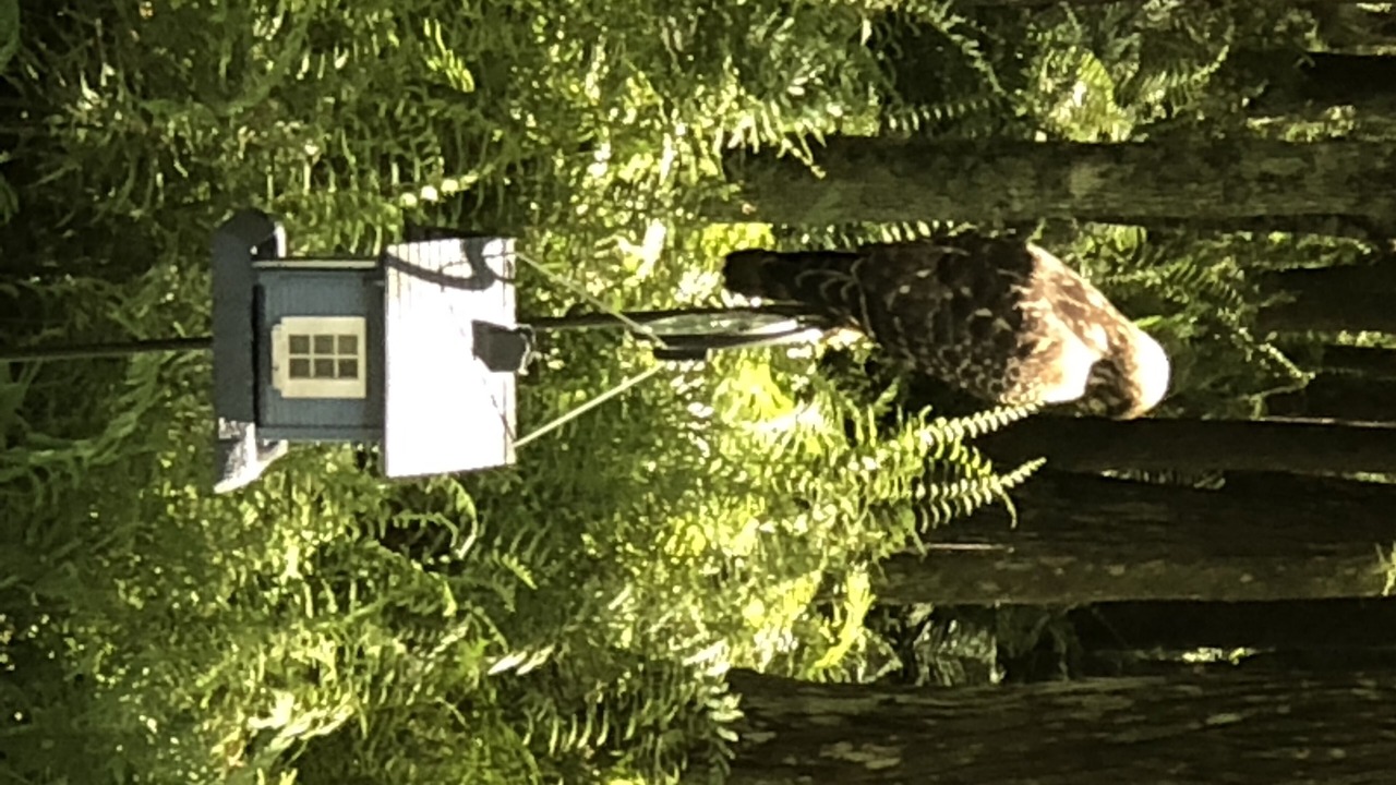 Photo of Outdoor in Land O' Lakes