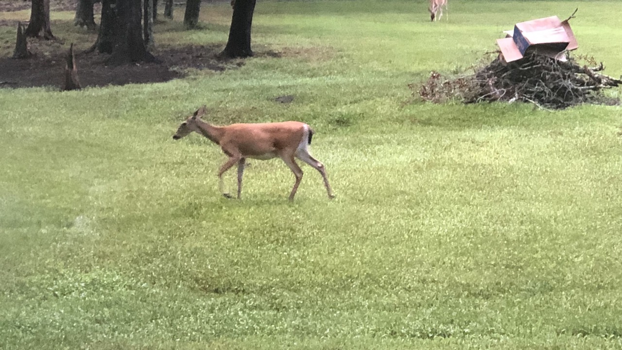 Photo of Outdoor in Land O' Lakes