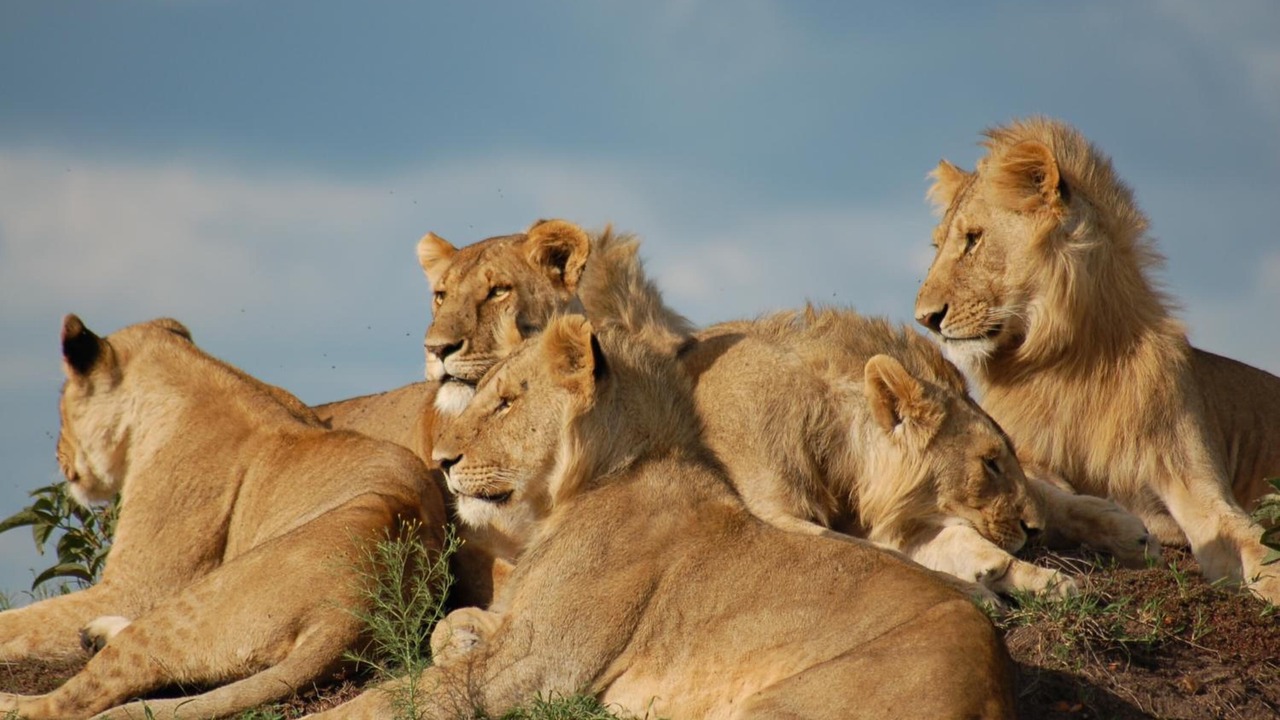 Photo of Outdoor in Mara North Conservancy