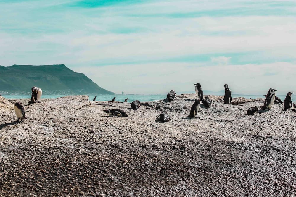 Photo of Others in Noordhoek