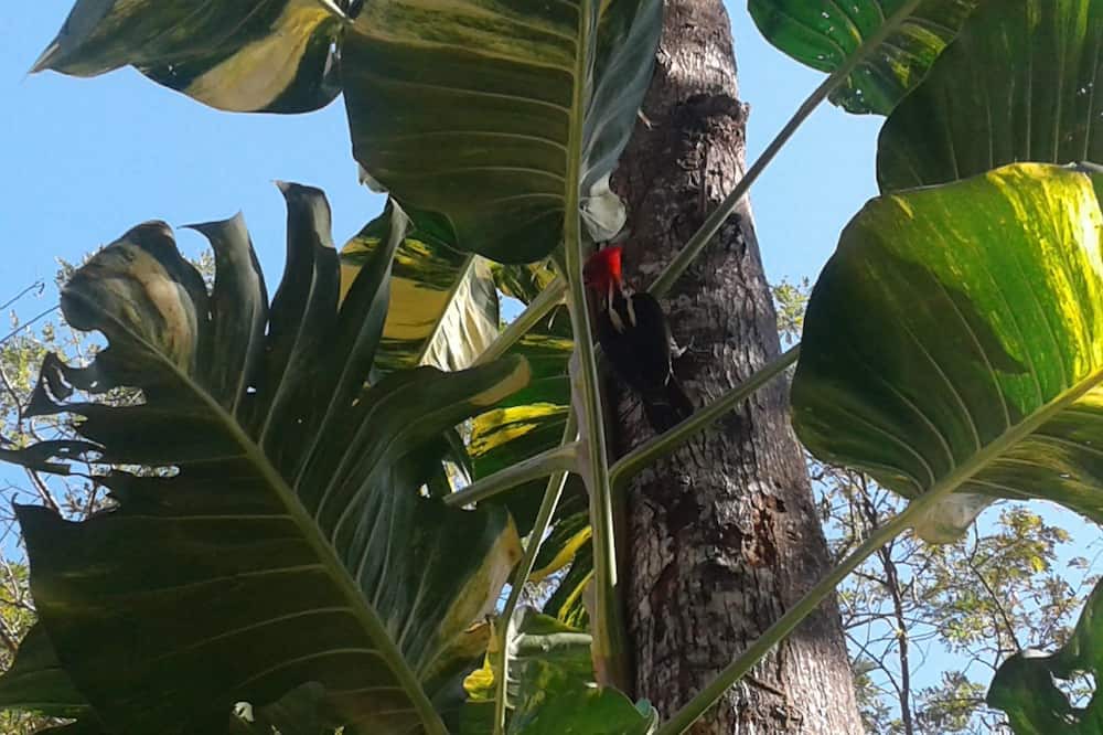 Photo of Outdoor in Cabuya