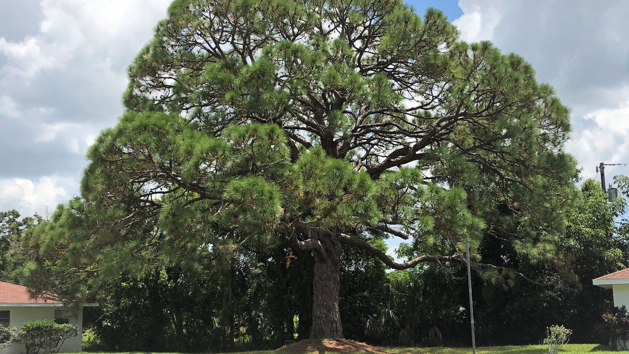 Photo of Outdoor in Laurel