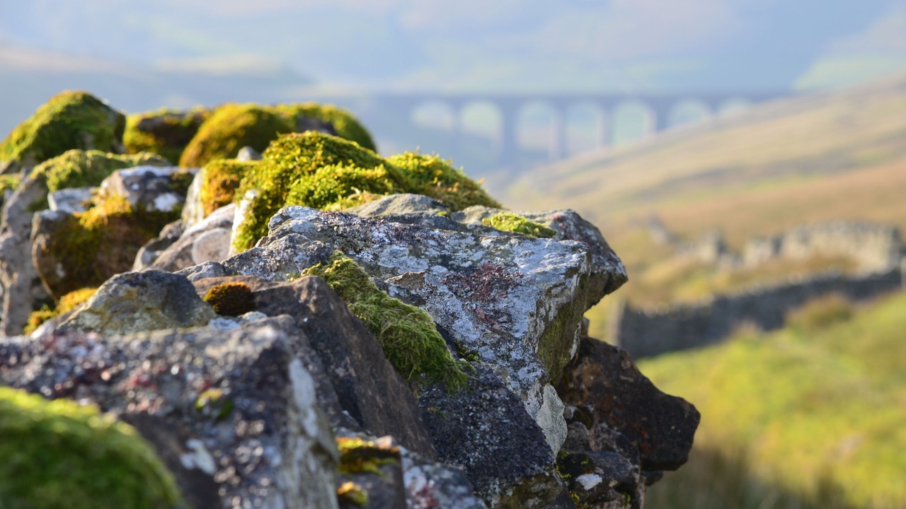 Photo of Others in Settle