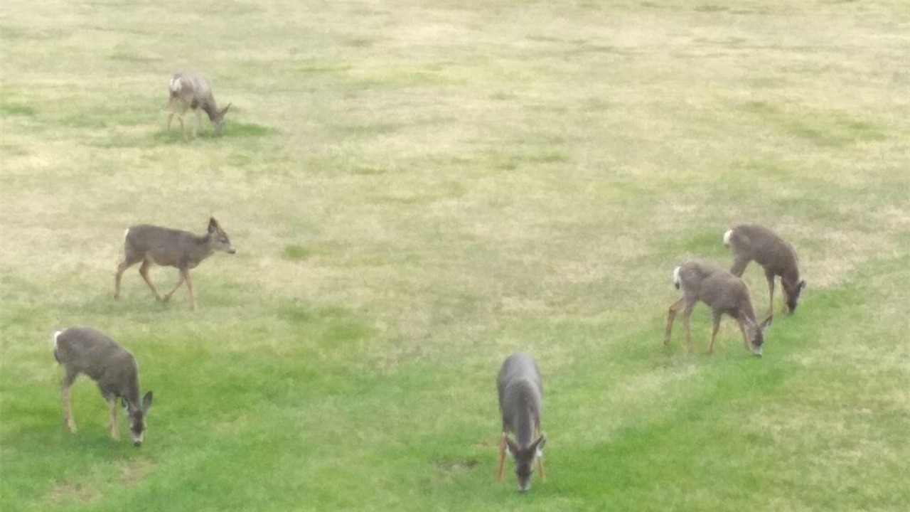 Photo of Outdoor in Lac La Hache
