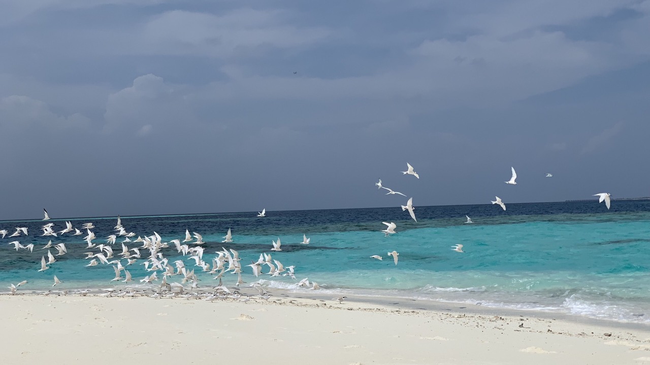 Photo of Others in Dhangethi