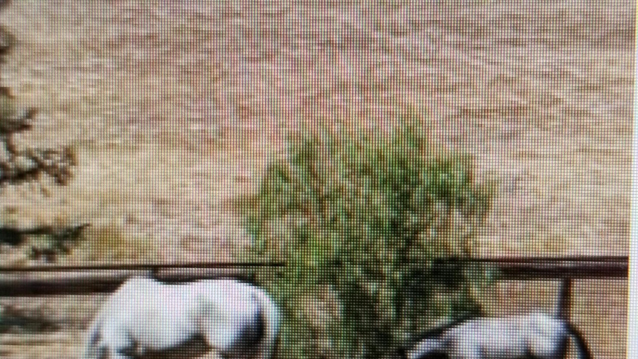 Photo of Outdoor in Santa Ynez
