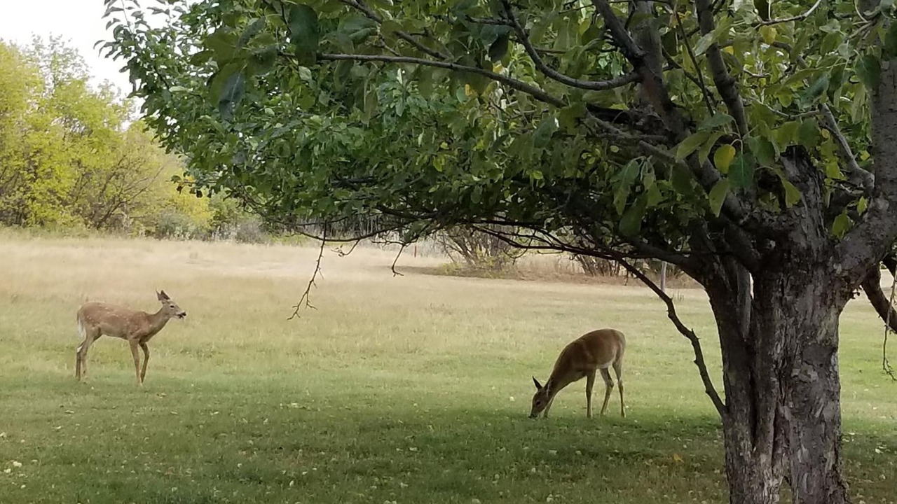Photo of Outdoor in Swift Current