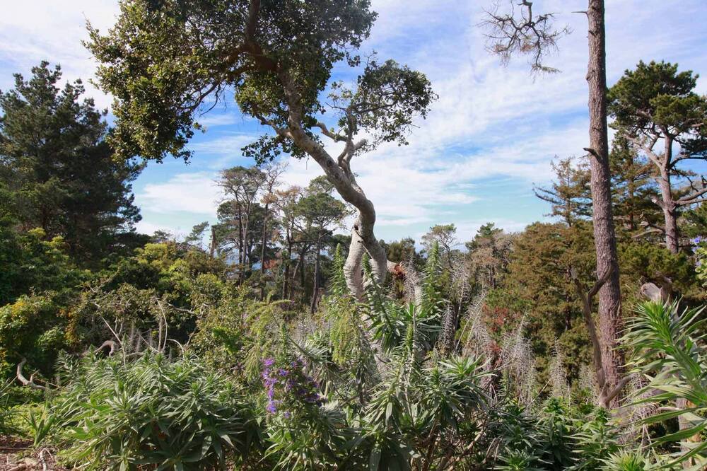 Photo of Others in Carmel Highlands