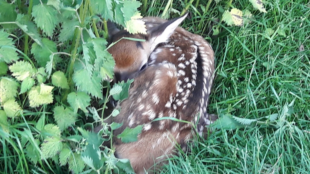Photo of Outdoor in Fauvillers