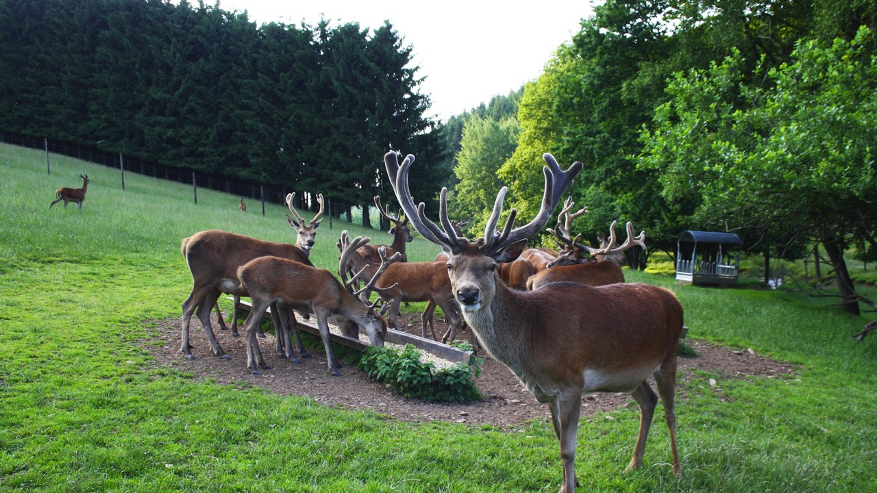 Photo of Outdoor in Fauvillers