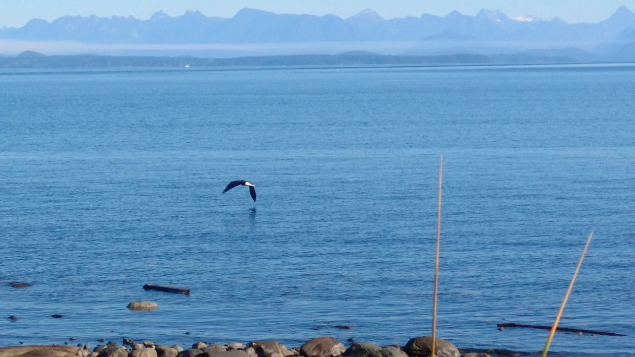 Photo of Others in Campbell River
