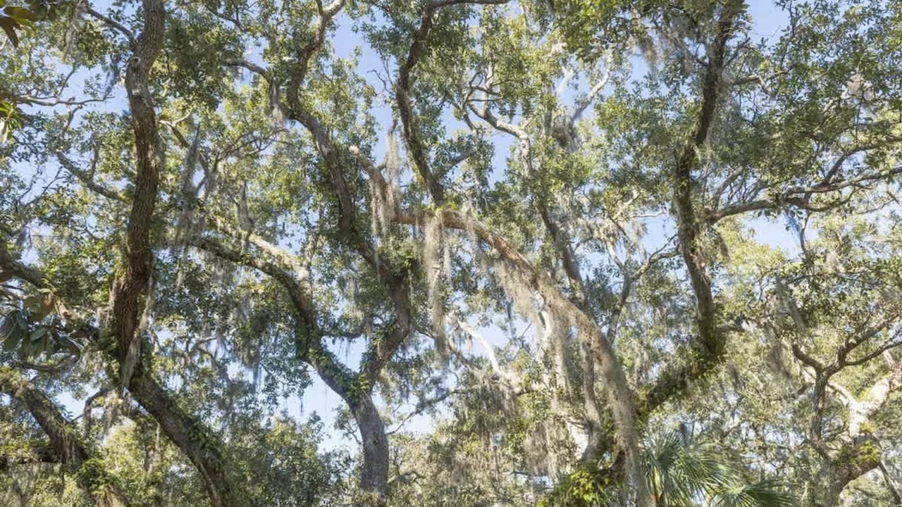 Photo of Others in Seabrook Island