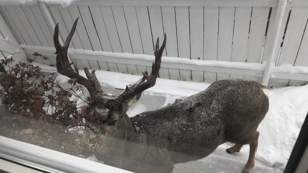 Photo of Others in Jasper