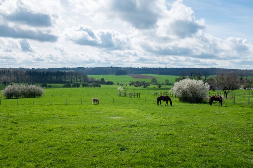 Photo of Outdoor in Ohey
