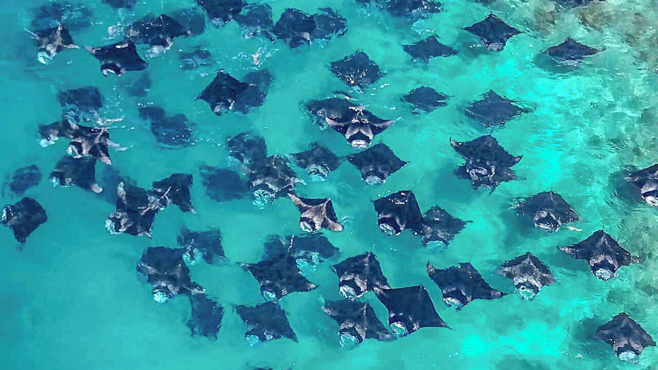 Photo of Others in Dharavandhoo