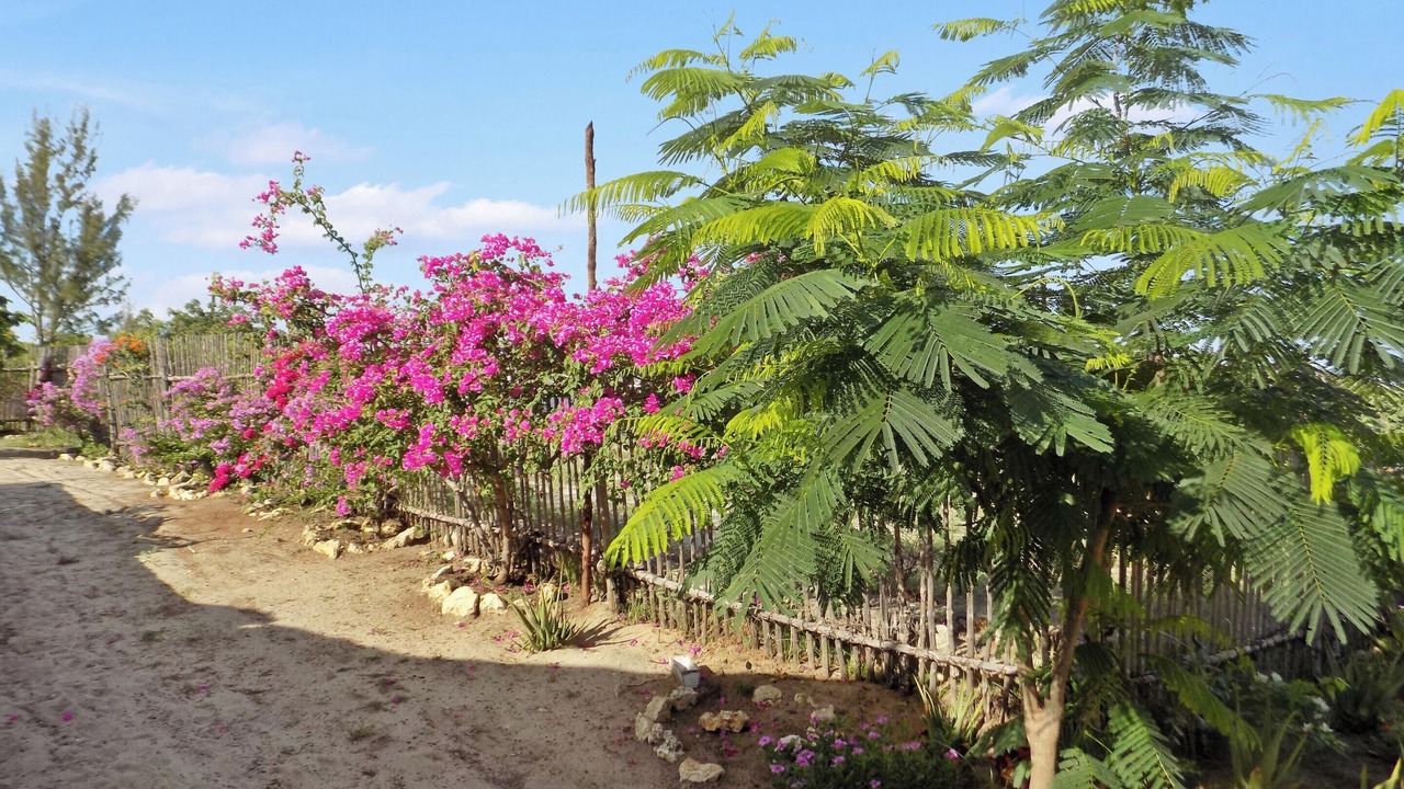 Photo of Outdoor in Mahajanga