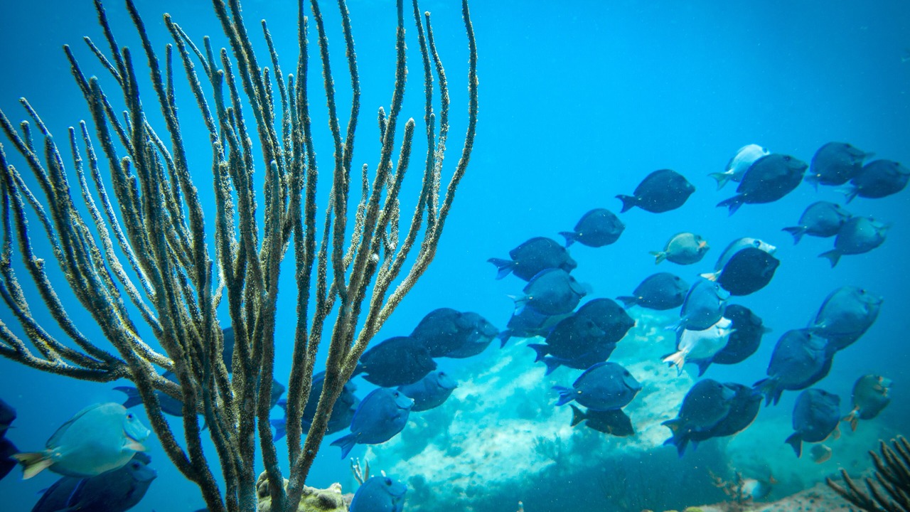 Photo of Others in Mamora Bay