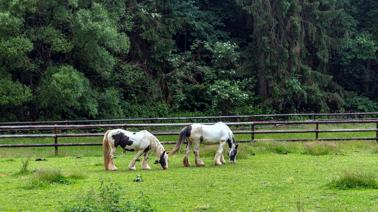 Photo of Others in Burg-Reuland
