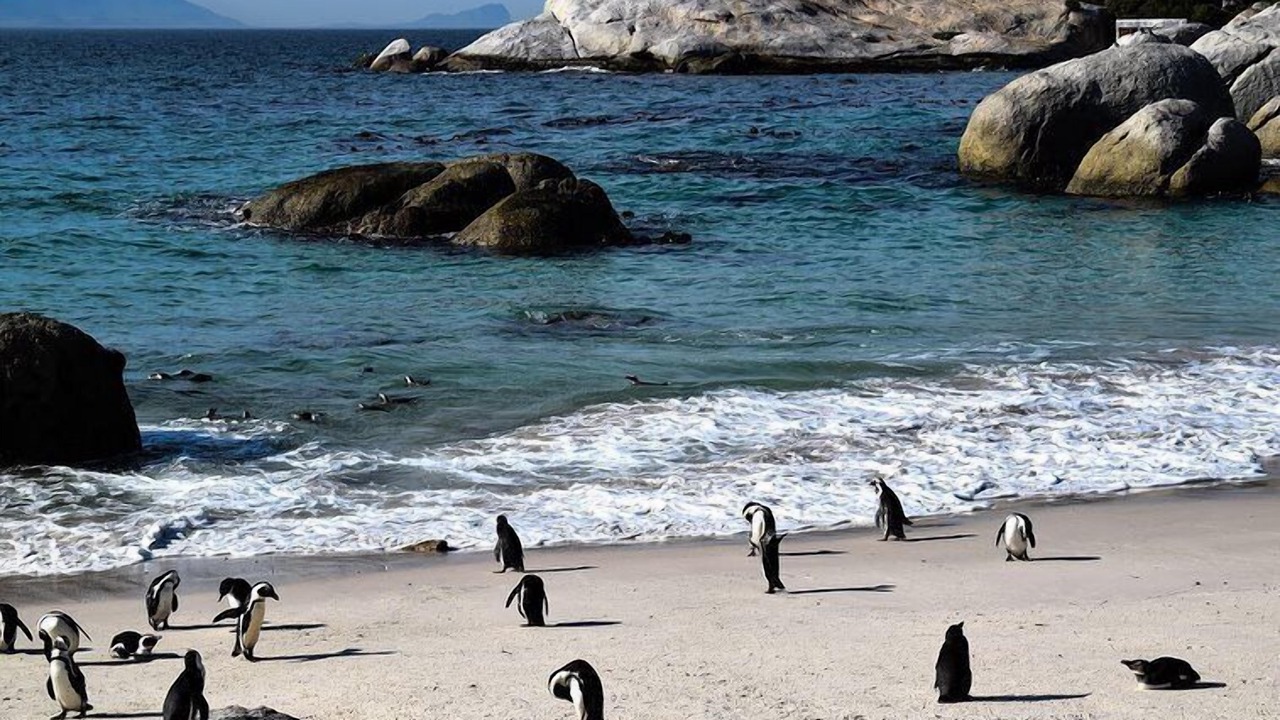 Photo of Others in Simon's Town