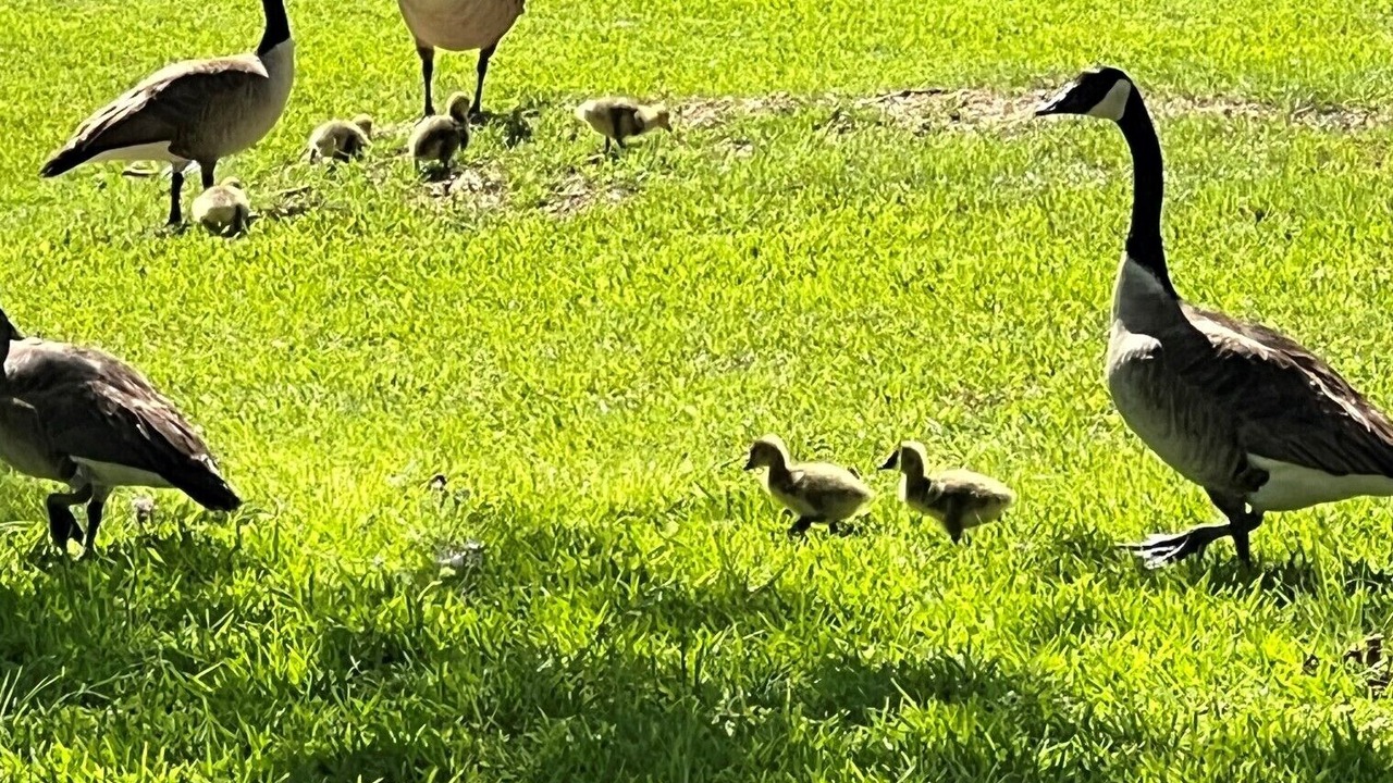 Photo of Others in Burnet