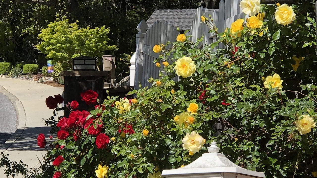 Photo of Outdoor in Los Gatos