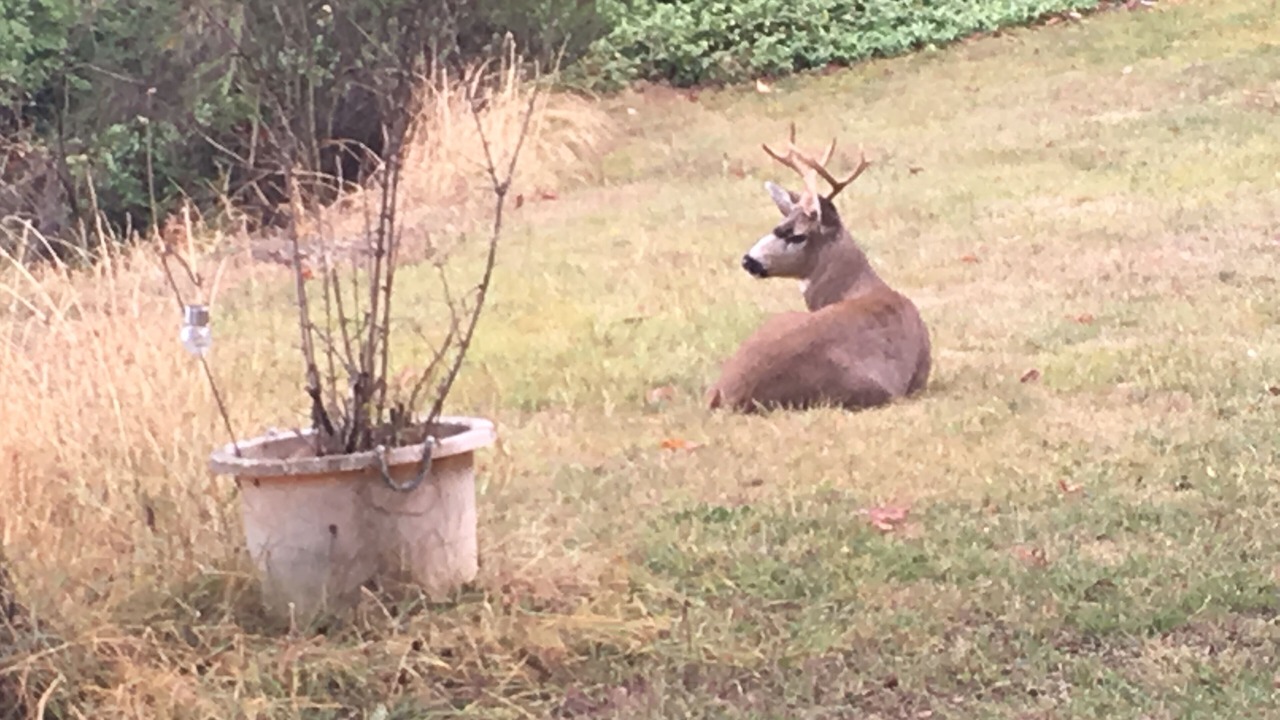 Photo of Others in Maple Bay