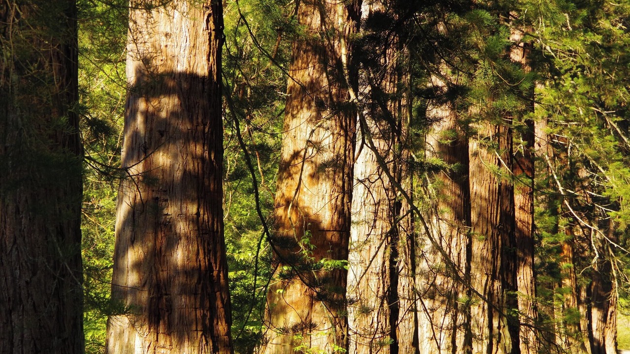 Photo of Outdoor in Benmore